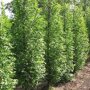 Zuil haagbeuk laagstam (Carpinus betulus 'Fastigiata')